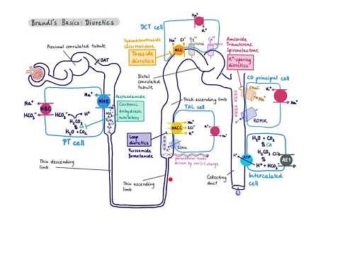 Brandl's Basics: Diuretics and their mechanism of action