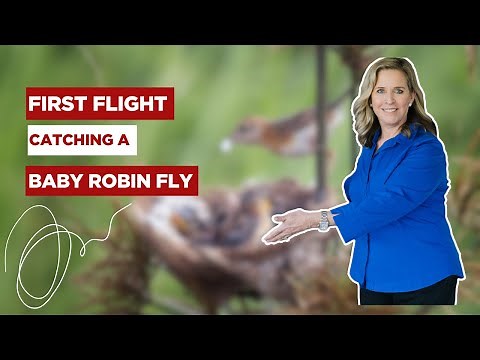 First Flight | Catching a Baby Robin fly for the first time