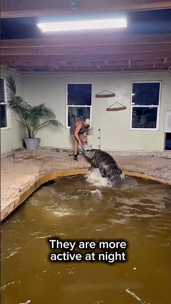 Feeding Alligators at NIGHT 😳#shorts #alligator