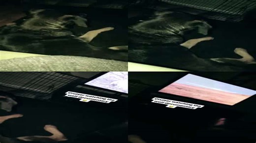 Wolves on TV Got This Dog Staring Like It’s National Geographic