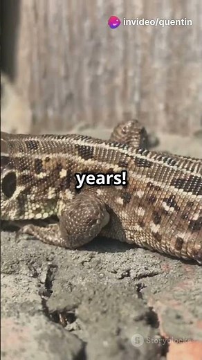 Fun Facts About the Gila Monster!