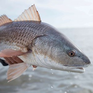 Best Redfish Flies   How To Tie (Top 5 Patterns, 2023) «