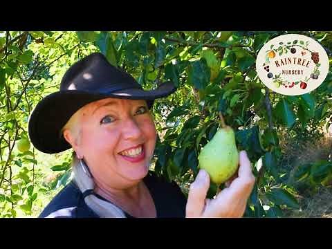 The Right Way to Harvest Your Pears!