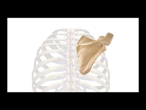Scapular Movements & Their Importance EXPLAINED