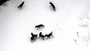 The rise of the gray wolf