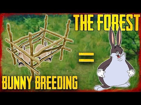 HOW TO BREED RABBITS | The Forest