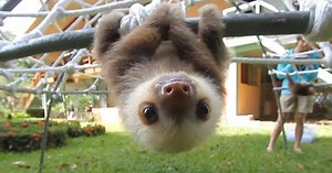 21K views · 459 reactions | We all love animals, and all animals speak in their own language. But few are cuter than the squeak of a baby sloth. | Animal Save Movement | Facebook