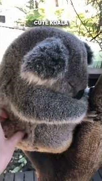 🐨 Koala – Australia's Cutest Tree Climber! | Amazing Wildlife Facts #Shorts #documentary