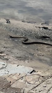 African rock pythons are excellent swimmers. They can stay submerged in the water for quite some time, and they use this advantage for the purpose of successfully avoiding any potential threat. #NambitiReserve #Nambiti #SouthAfrica #Africa #Safari #Big5 #NaturePhotography #Wild #Animals #DiscoverWildlife | Nambiti Game Reserve