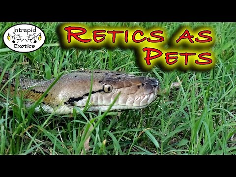 🐍How EASY Reticulated Pythons can be to keep