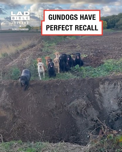 224K views · 1.9K reactions | These gun dogs respond perfectly when called! 凉 | LADbible Ireland | Facebook