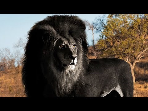 10 Rarest Animals Ever Seen On Earth