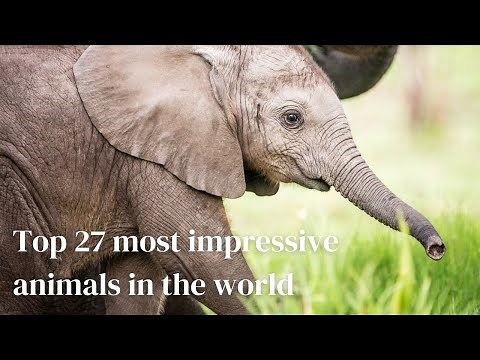 World's most impressive and awesome wild animals