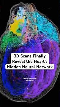 3D Scans Finally Reveal the Heart’s Hidden Neural Network