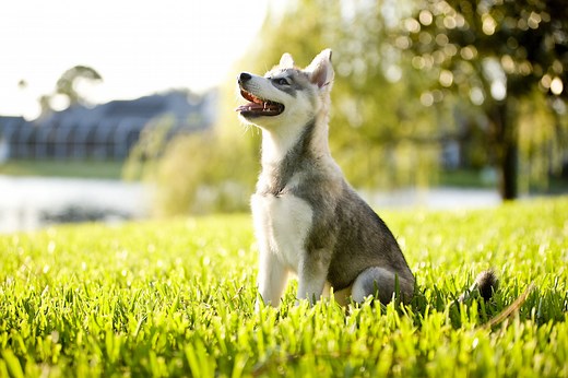 10 Expert Tips for Successful Dog Training