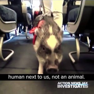 47K views · 126 reactions | Service Animals on Planes: Some doctors are helping people exploit a law that is meant to protect the disabled. We explain the new rules that could impact you and the disabled the next time you fly – today at 5:45 p.m. on CBS47. | Action News Jax | Facebook