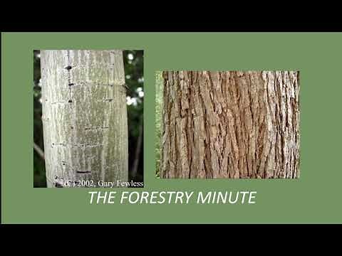How to identify trees by their bark - The Forestry Minute