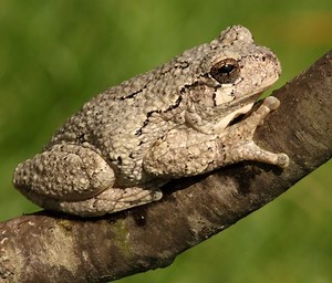 6 Types of Tree Frogs Found in Kentucky! (ID Guide)