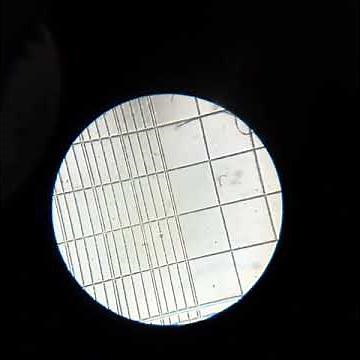 Hemocytometer (Neubauer chamber ) Microscope