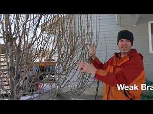 Case Study: Maintenance Pruning a Mature Pear Tree