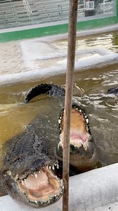 15K views · 971 reactions | How do you tell the gators apart??? That,...