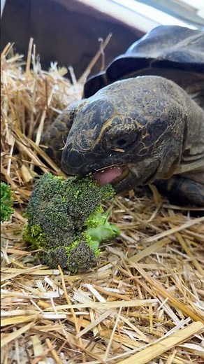 This Sulcata Tortoise is thoroughly enjoying a delicious piece of broccoli😅