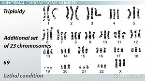 Abnormal Chromosome Number & Structure