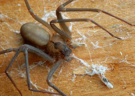 8 Spiders That Look Like Brown Recluses, But Are Not