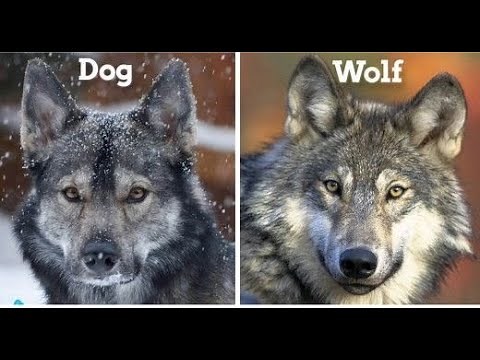 What's the Differences Between Wolf vs Dog - Can Wolves Become Pets?