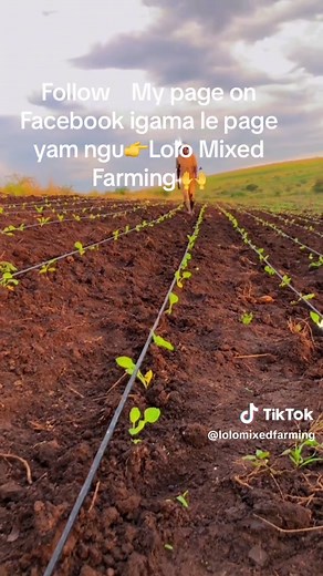lolomixedfarming on TikTok