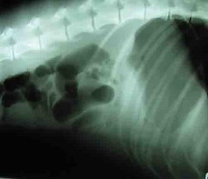 Dog Stomach Blockage and Gastric Outflow Obstruction