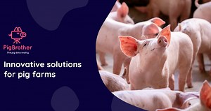 Pig farm management software and automation | PigBrother