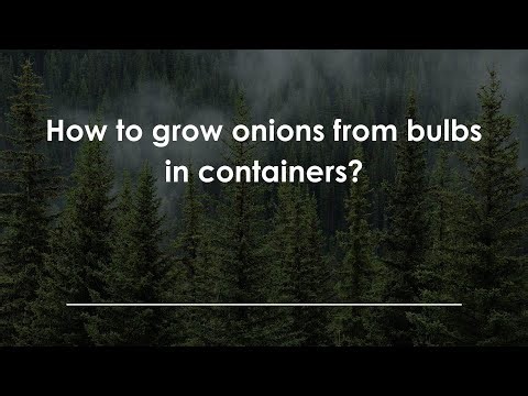 How to grow onions from bulbs in containers?