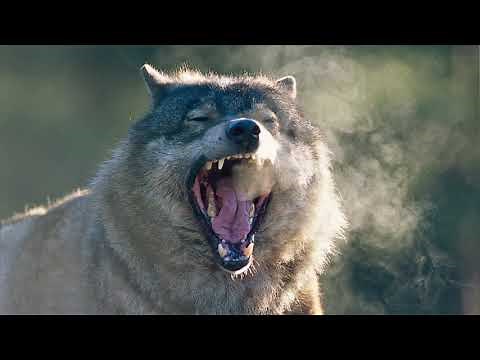 Wolf Growling/snarling Sound Effect