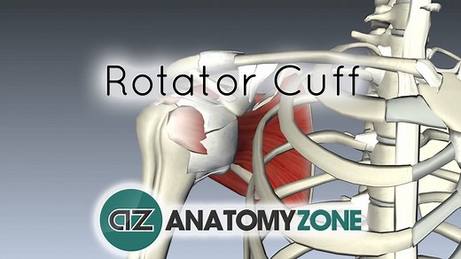 Rotator Cuff - 3D Models, Video Tutorials & Notes | AnatomyZone