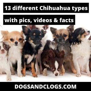 13 Different Chihuahua Types (With Pics, Videos & Facts)