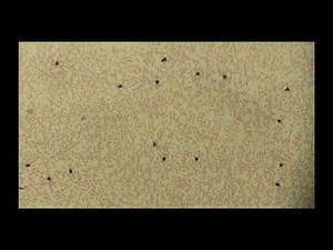 Pathology Virtual Lab Tour