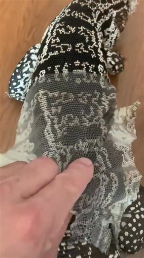 88K views · 697 reactions | Lizard Tegu Enclosure Shedding Skin...