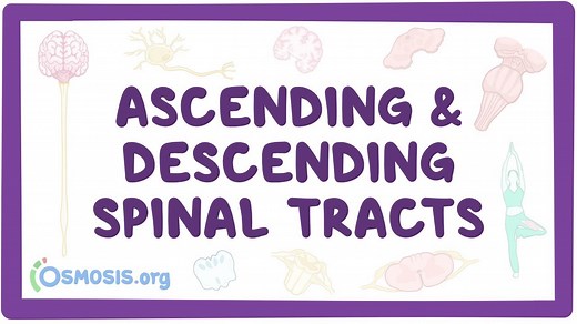 Ascending & Descending Tracts of Spinal Cord | Osmosis
