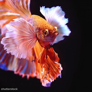 Watching fish swim is strangely relaxing | Goodful