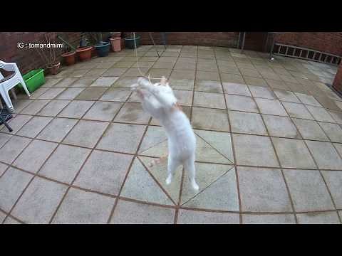 Cat Plays With String | 4K