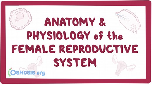 Anatomy and physiology of the female reproductive system: Video, Causes, & Meaning | Osmosis