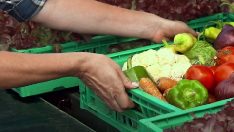 6 Vegetables You Can Plant In The Fall And Winter.