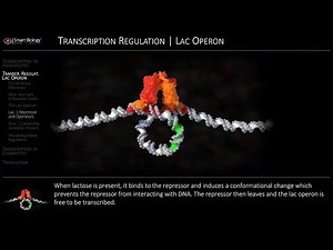 Lac Operon Regulation