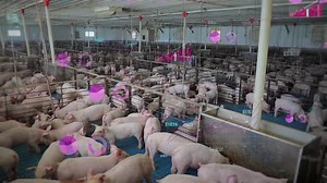 Indoor pig farm with digital overlays showing health stats, in a crowded, controlled environment. An