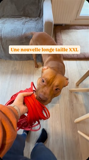 Sunny (& Leslie)☀️ on Instagram: "Comme on lâche de plus en plus la longe dans certains environnements, celle qu’on avait en polyester, pleine de noeuds, commençait à devenir trop courte. Le moment est donc venu de tester plus long. Grâce à @pawoune on a désormais une 25 mètres, 10 millimètres d’épaisseur, avec poignée et attache sécurisée. Merci pour tous les conseils afin de choisir ce qui convenait le mieux à Sunny et sa réactivité ! 🧡 Si toi aussi t’as besoin d’un accessoire personnalisé et