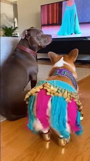🤣 Most Talented Dancing Corgi in the World! 💃🐕 Please Subscribe 🙏 #MOJAMANIMAL