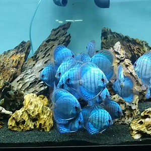 27K views · 1.6K reactions | The Cobalt Blue Show <3 Thanks to Discus Marketim | Volkers Discus Paradise Berlin | Facebook