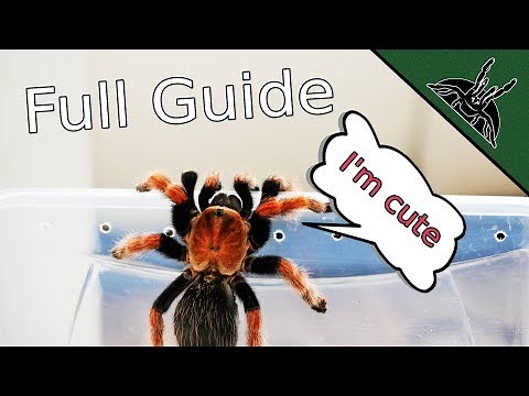 TARANTULA CARE? Complete beginner guide 101