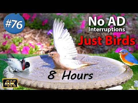 8 Hrs Uninterrupted Birdbath Video for Cats to Watch😻8 Hours of Birds 🐦Splashing CatTV